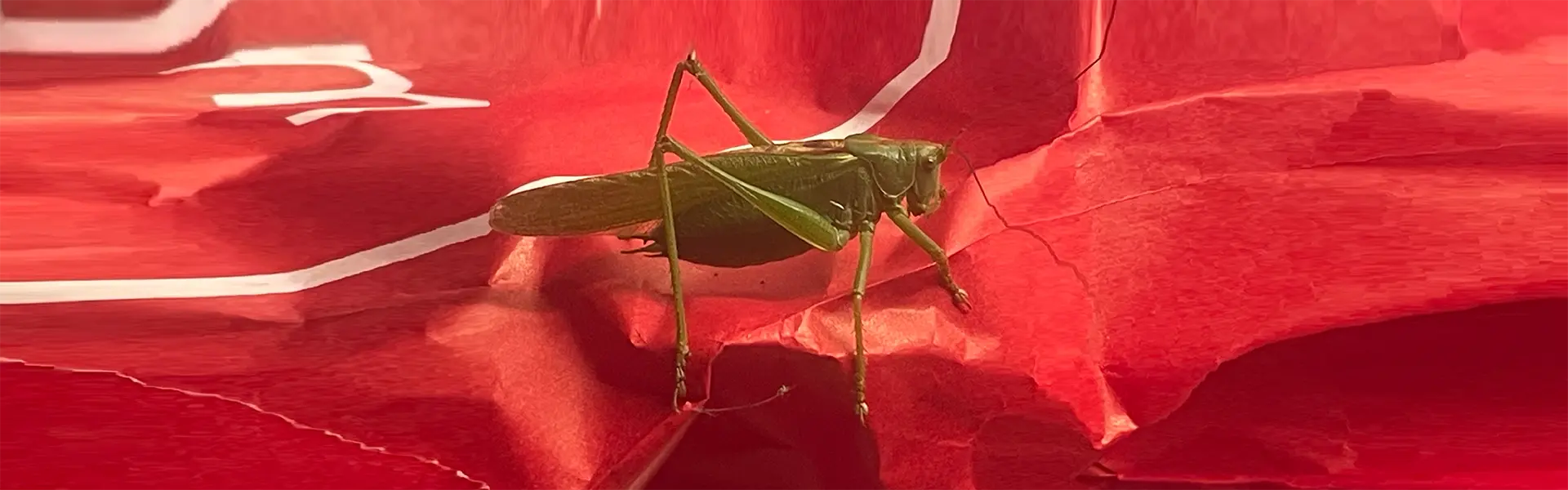 Nordicbysight AI-drivna processer